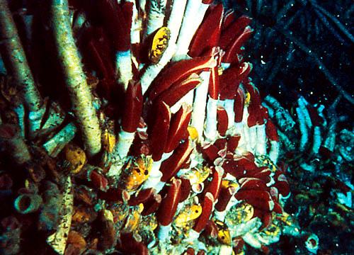 Giant Blood Red Tubeworms
